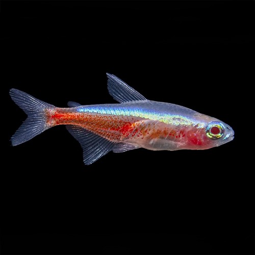 Paracheirodon axelrodi - Roter neon albino(nachzucht)
